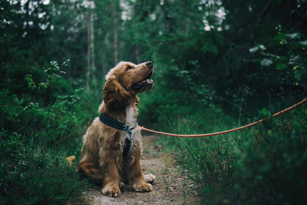 Dog on an individual walk