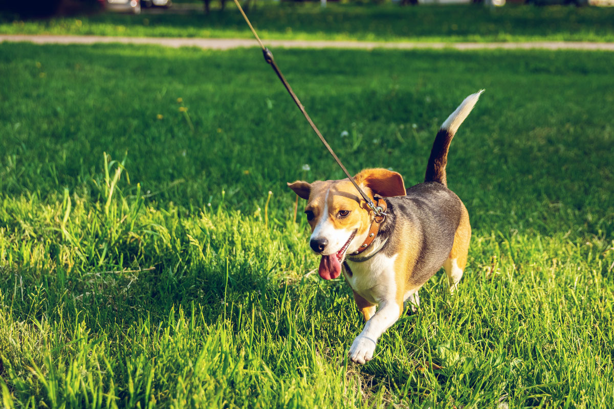 Dogs socializing on a group walk