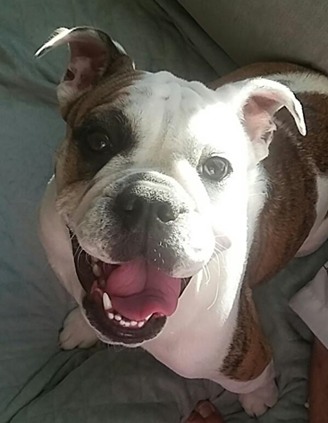 India the bulldog, a Pet Pals client