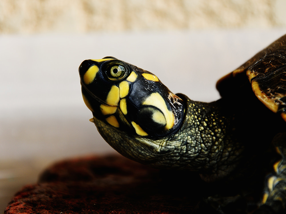 Reasons Why Reptiles Make Good Pets