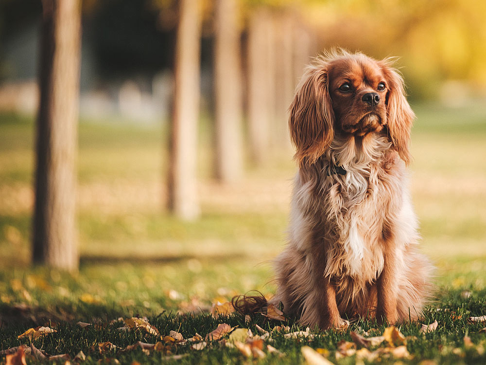 Keeping Your Dog’s Coat Healthy