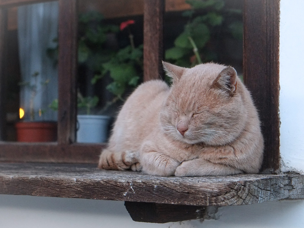 Why Do Cats Sleep So Much?