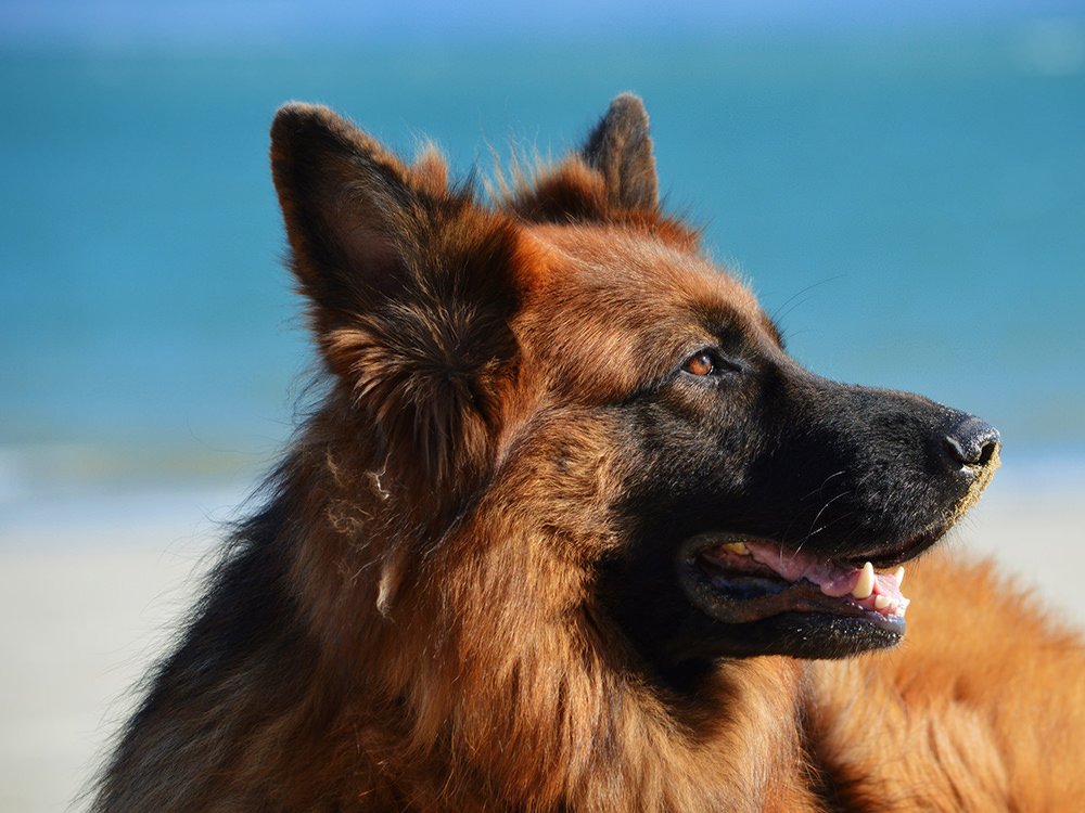 10 Reasons For German Shepherds